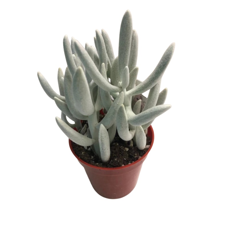 Ghost Plant in 3 Plastic Pot