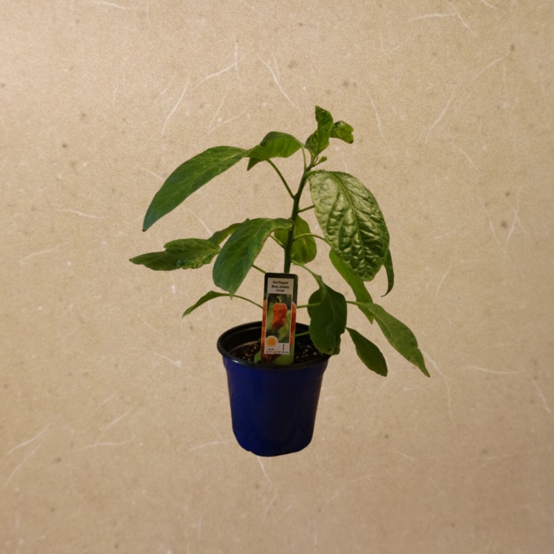 Hot Pepper Bhut Jolokia Orange