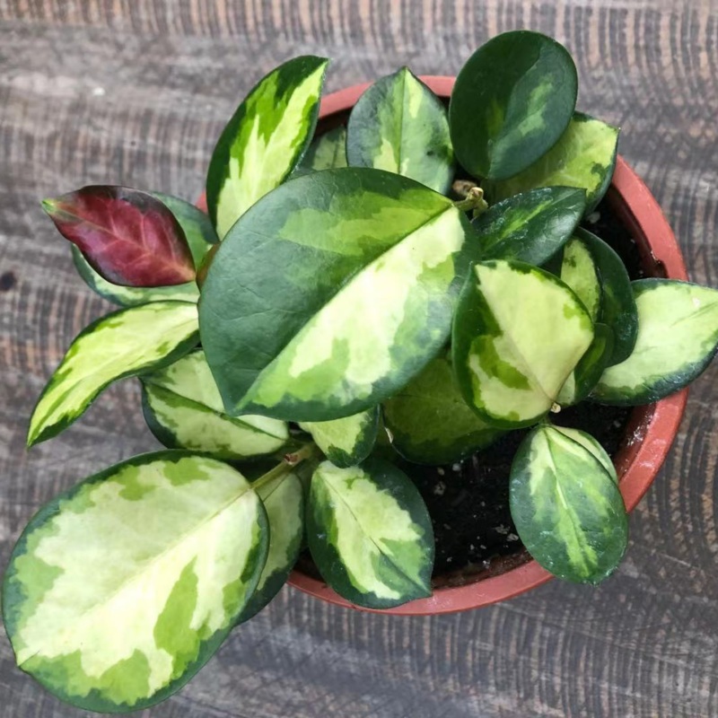 Hoya Australis  Liza in 6 Plastic Pot