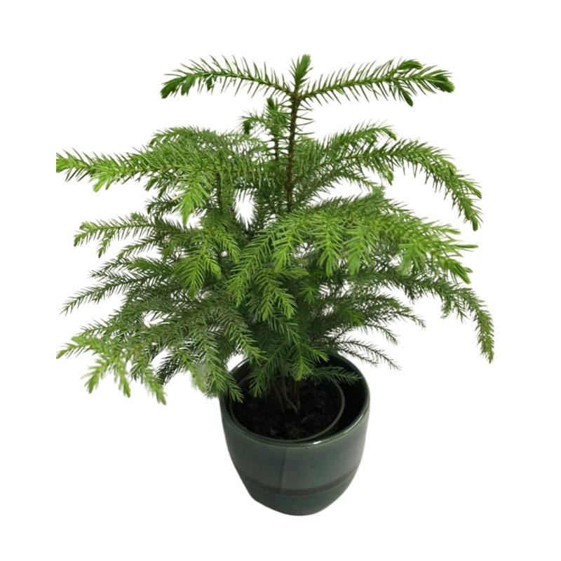 Norfolk Island Pine in Plastic Pot