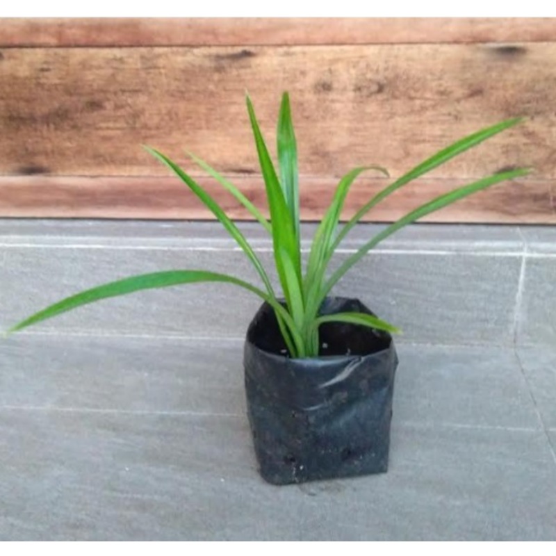 Pandan Plant (Rampe) in Poly Bags : 5 to 8 Inches (Plant Height)