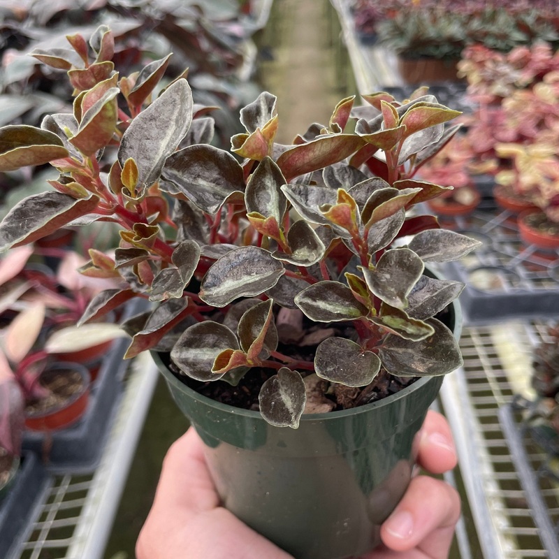 Peperomia ‘Metallica’|4″ Pot