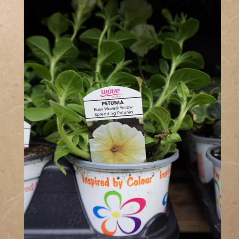 Petunia Yellow in Plastic Pot