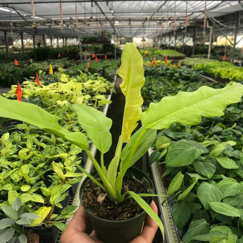 Philodendron ‘Ring of Fire Gold’ Rare