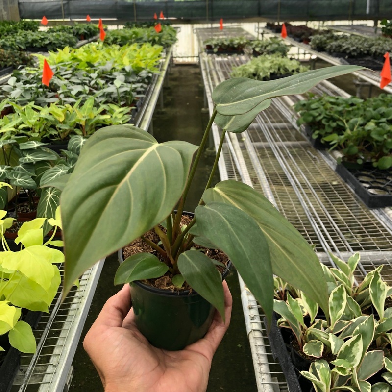 Philodendron ‘Summer Glory’|4″ Pot