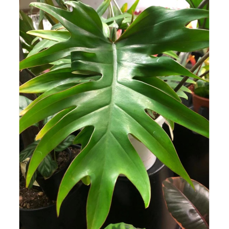 Philodendron Tahiti in 8 Hanging Basket