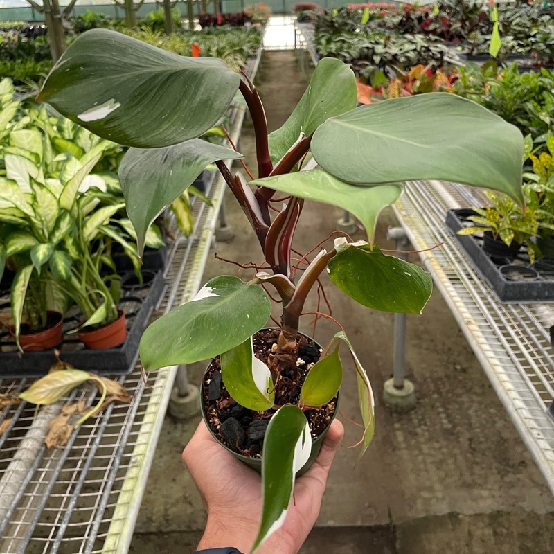 Philodendron ‘White Knight’|4″ Pot