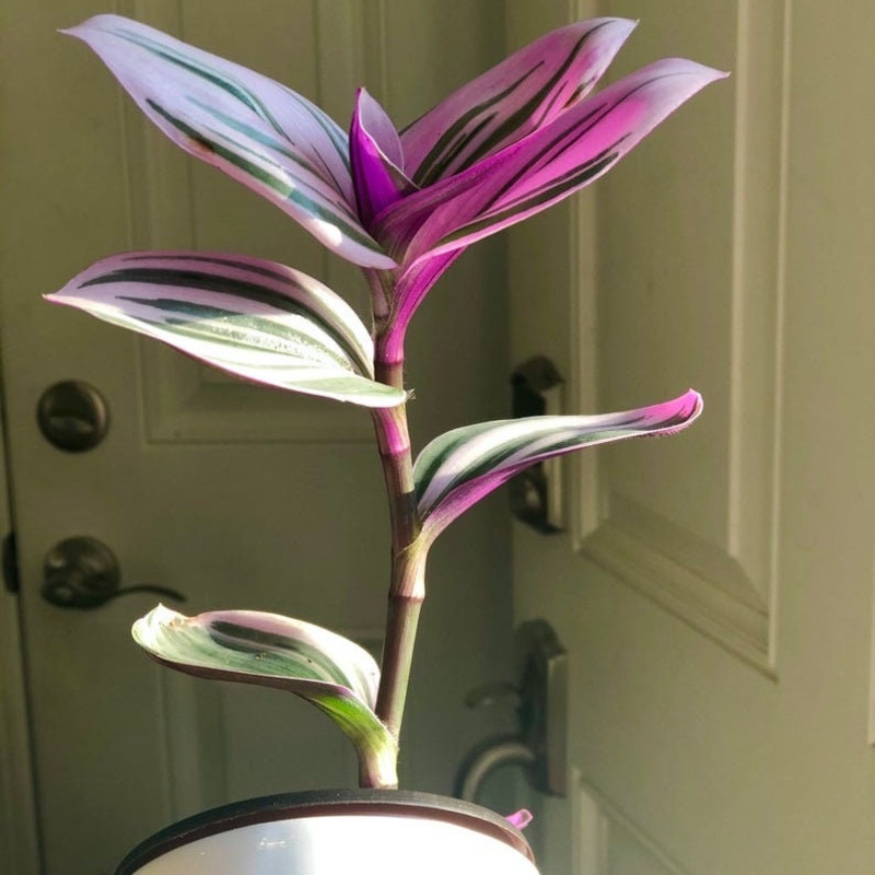 Rare Tradescantia Nanouk Fluminen Lilac in 2 Nursery Pot | Extremely RARE Houseplant For Beginners | Pink Indoor Plant