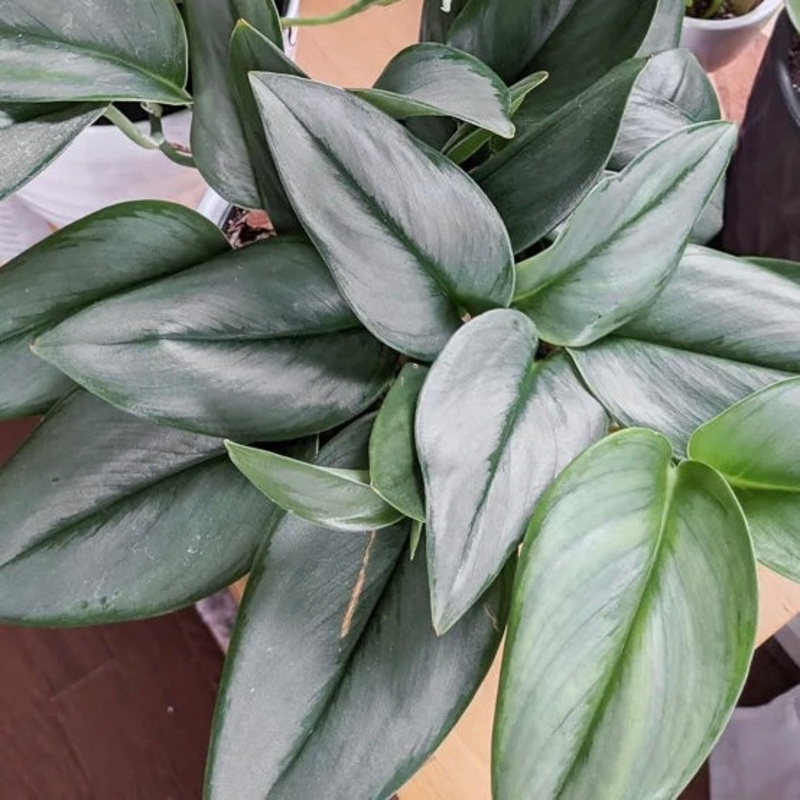 Scindapsus ‘Moonlight’