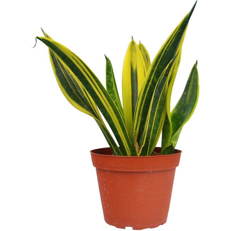 Snake ‘Gold Flame’ – 6 Pot|6″ Pot