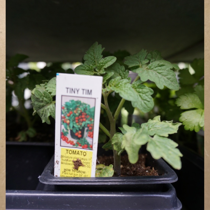 Tiny Tim Tomato