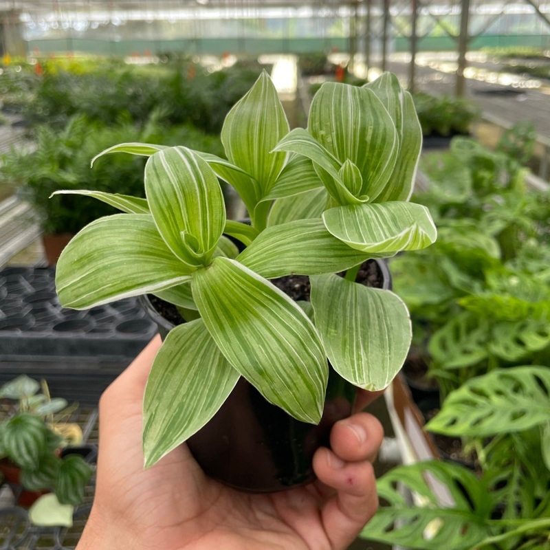 Tradescantia ‘Sanna’|4″ Pot