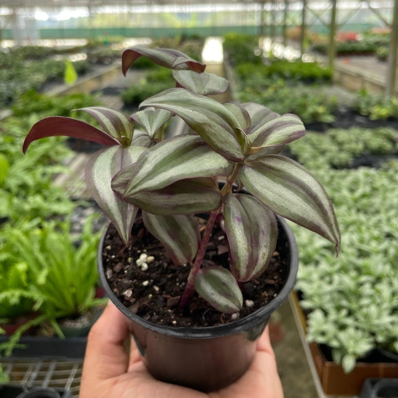 Tradescantia Zebrina|4″ Pot