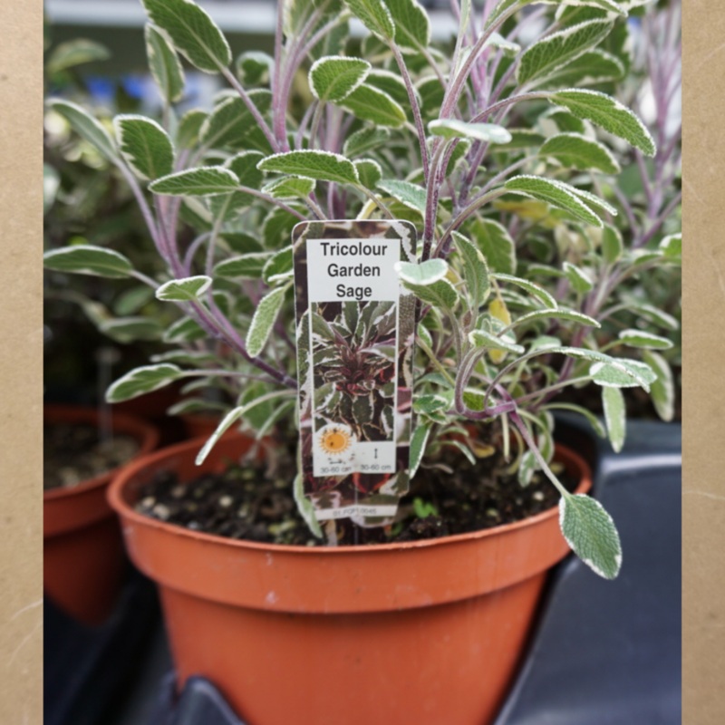 Tricolour Garden Sage