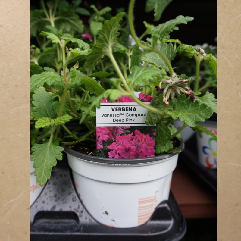 Verbena Deep Pink in Plastic Pot