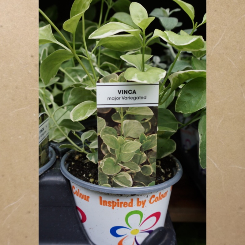 Vinca Major Variegated in Plastic Pot