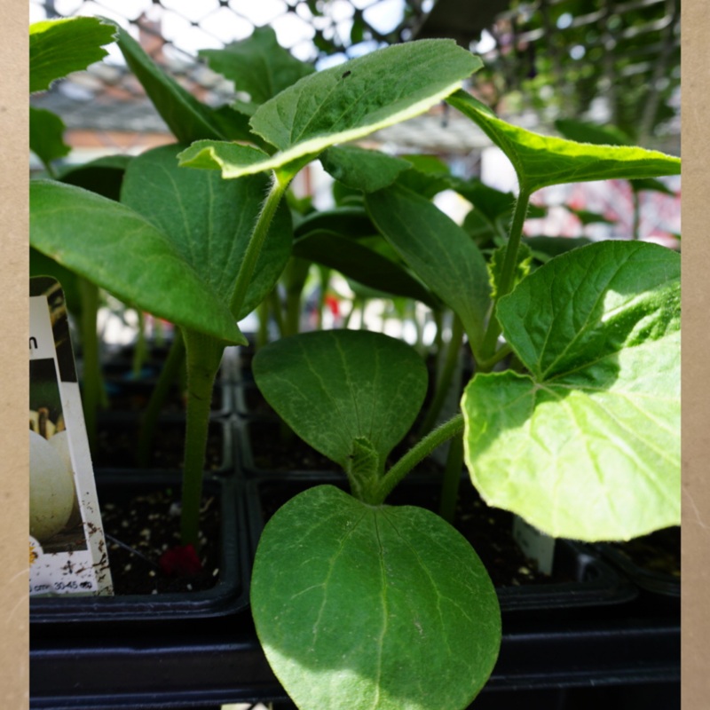 White Pumpkin