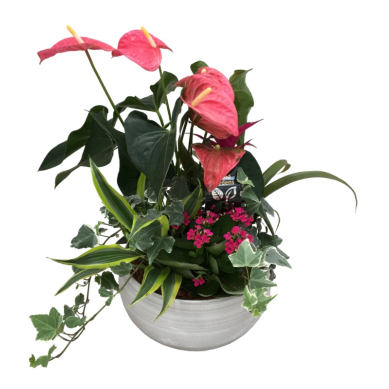 White Wash Anthurium (Extra Large)