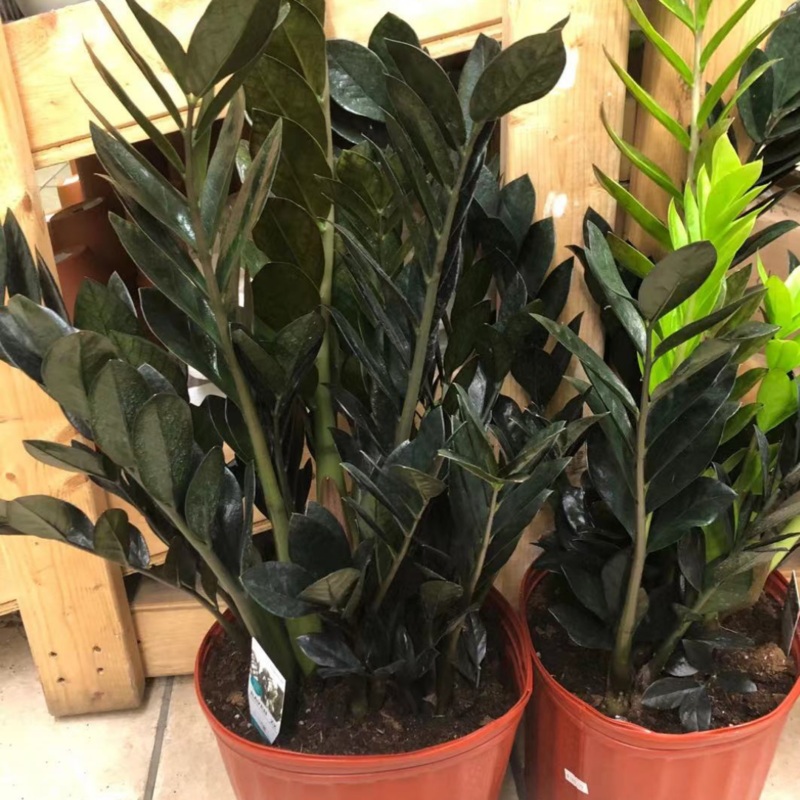 ZZ Plant – Raven in 10 Plastic Pot