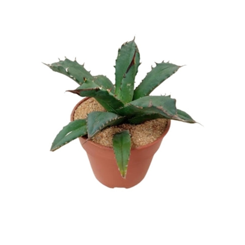 Agave Salmiana Plant in Plastic Pot