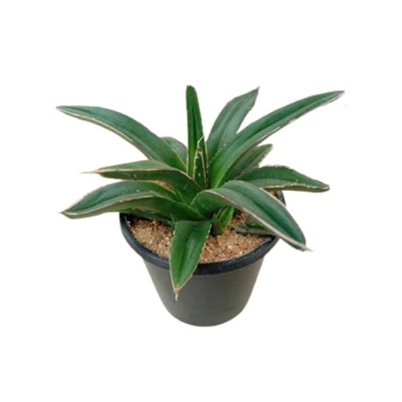 Agave Victoriae Reginae Plant in Plastic Pot