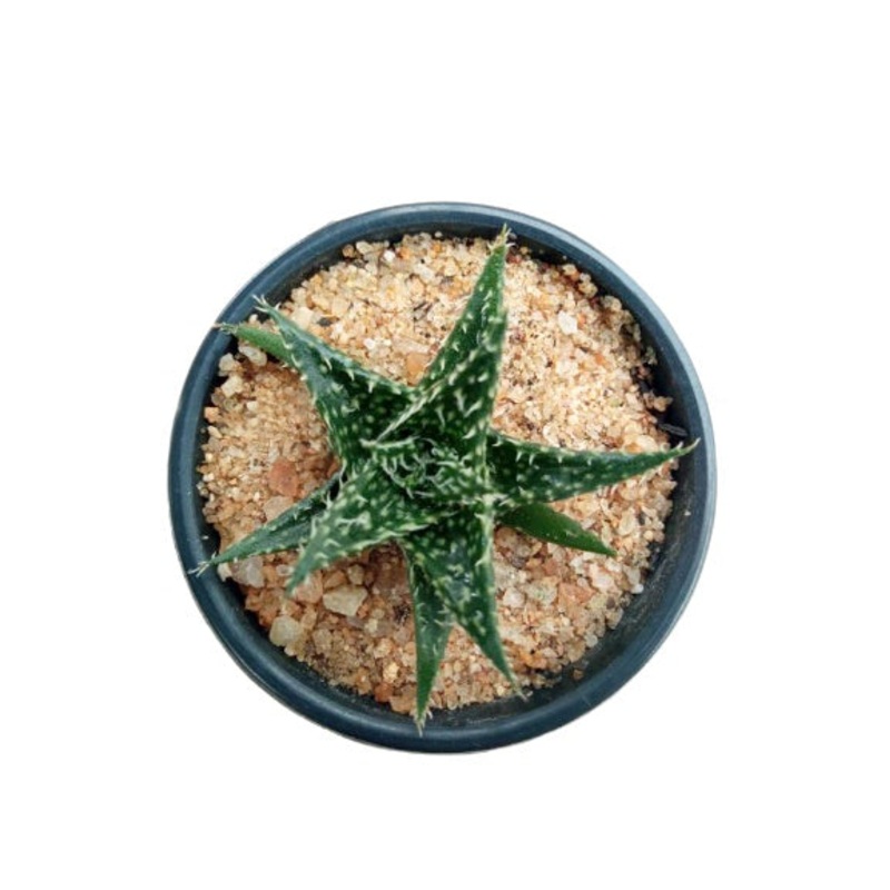 Aloe Aristata Plant in Plastic Pot