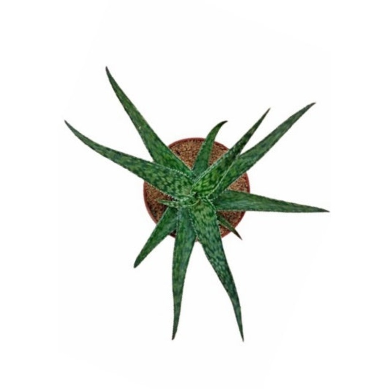 Aloe Maculata Plant in Plastic Pot