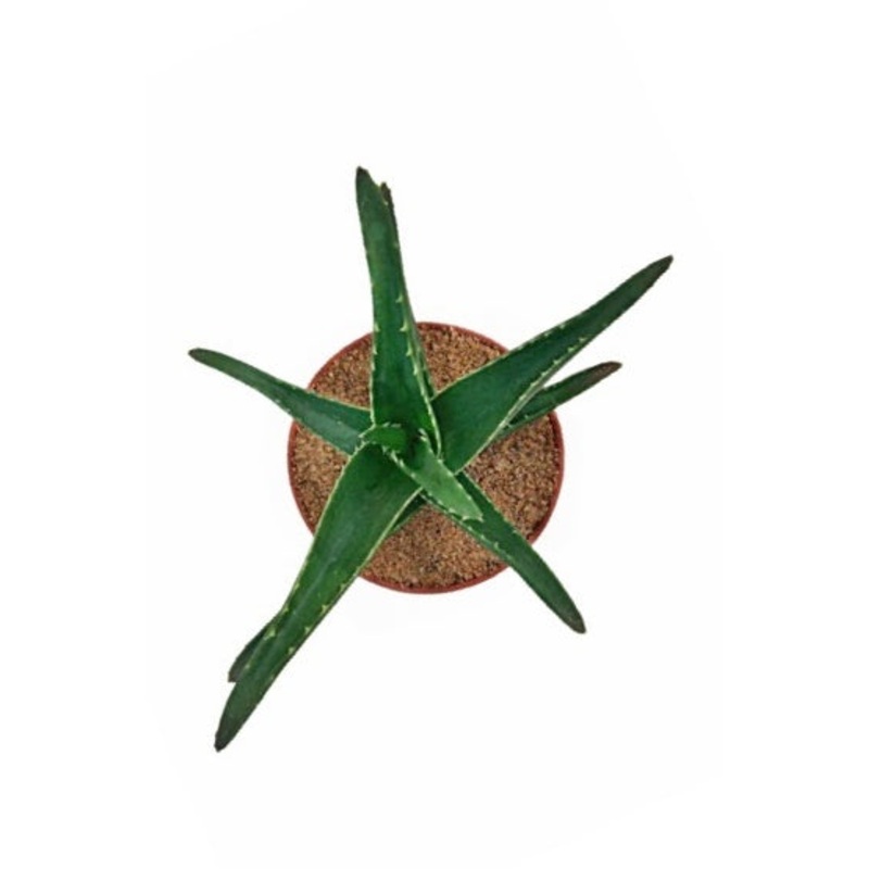 Aloe Plant in Plastic Pot|14.5 cm Spread