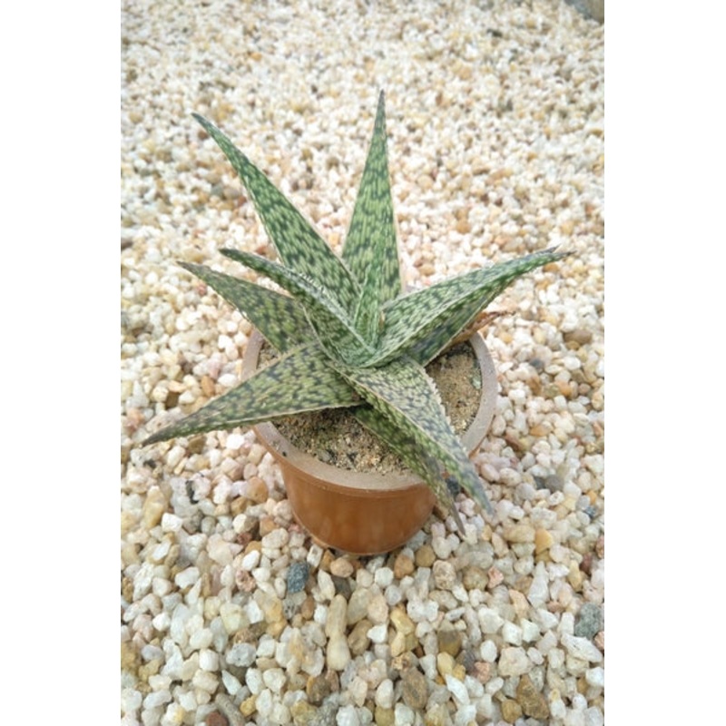 Aloe Plant in Plastic Pot : 7 to 8 cm (Plant Height)