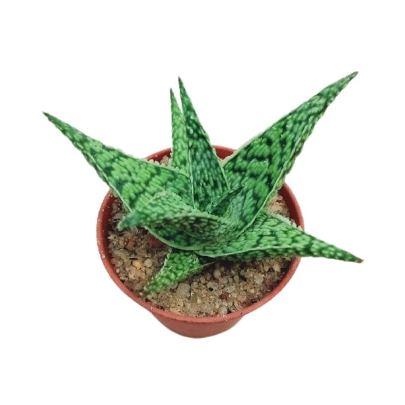 Aloe Rauhii Reynolds Plant in Plastic Pot