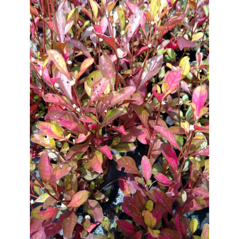 Alternanthera Bettzickiana Plant in Poly Bag