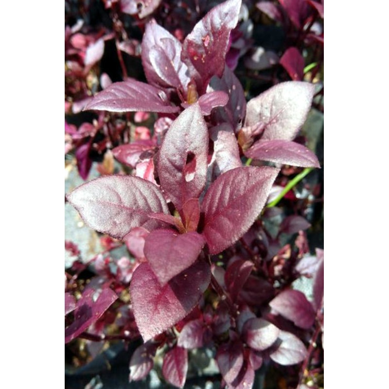 Alternanthera Brasiliana Plant in Poly Bag
