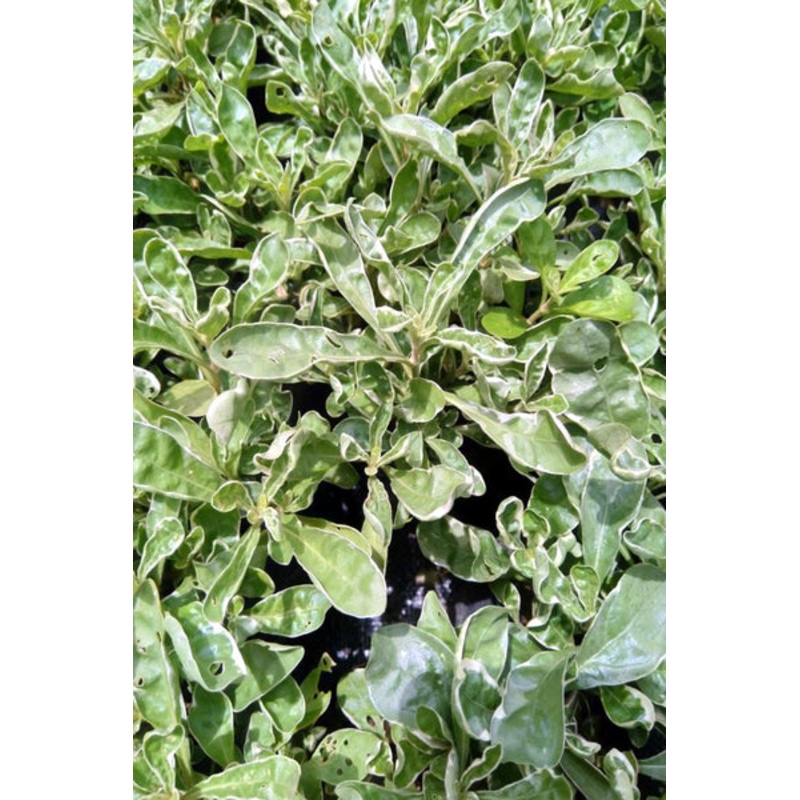 Alternanthera Snowball Plant in Poly Bag