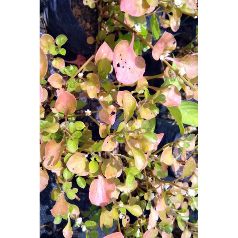 Alternanthera  Spp. Plant in Poly Bag