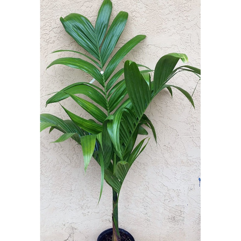 Arecanut Plant in Plastic Pot