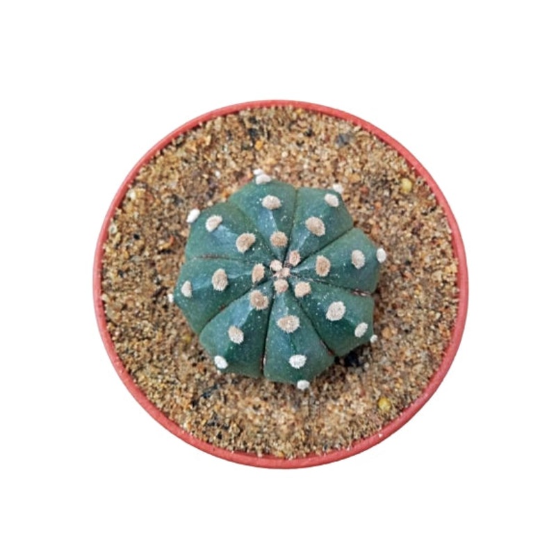 Astrophytum Asterias Ooibo Cactus Plant in Plastic Pot