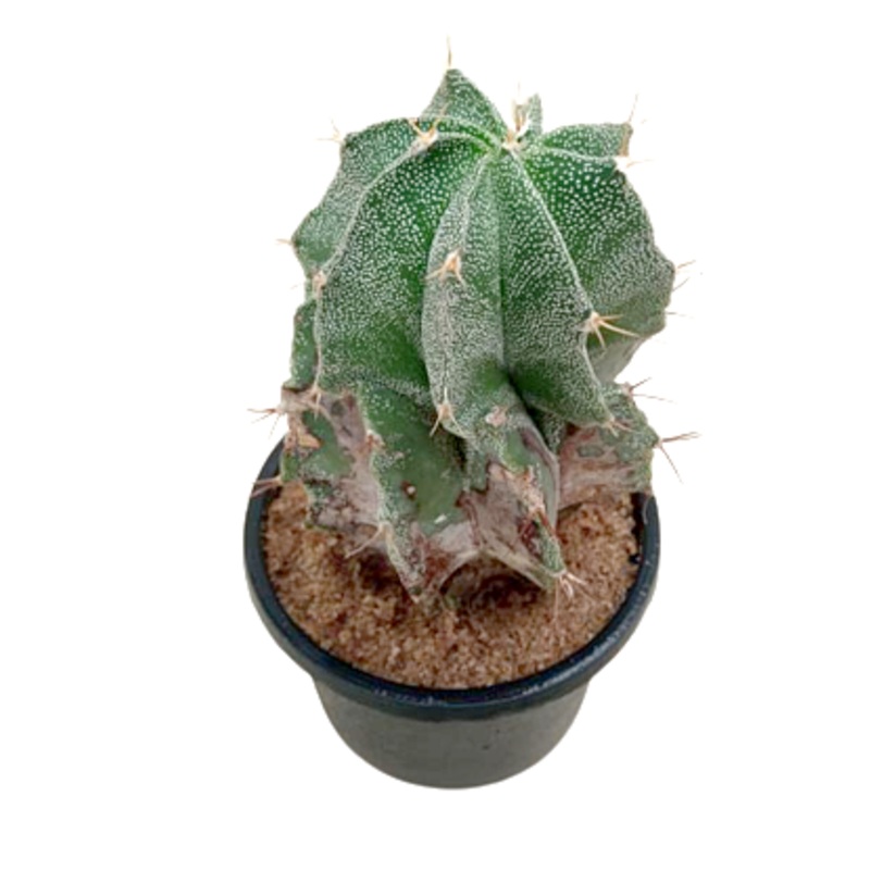 Astrophytum Cactus Plant in Plastic Pot