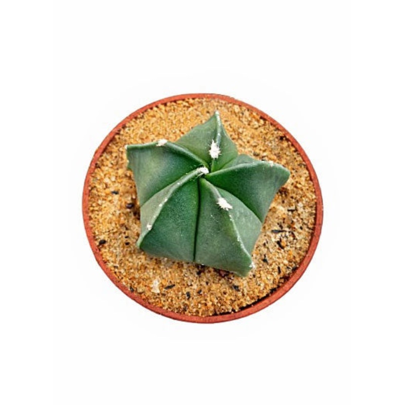 Astrophytum Myriostigma Lem. Plant in Plastic Pot