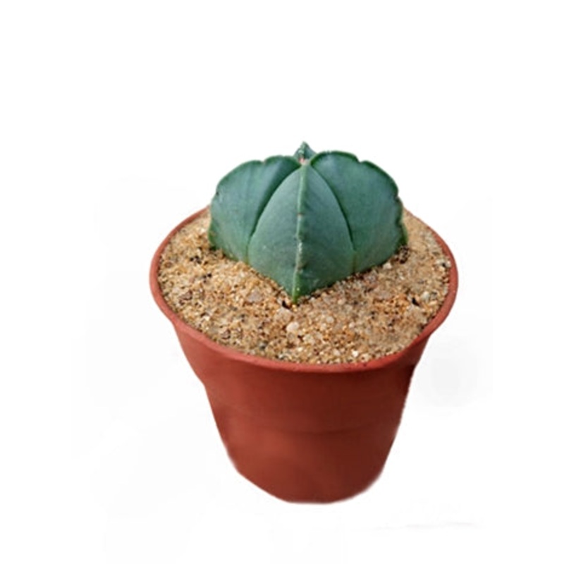 Astrophytum Myriostigma Nudum Cactus Plant in Plastic Pot