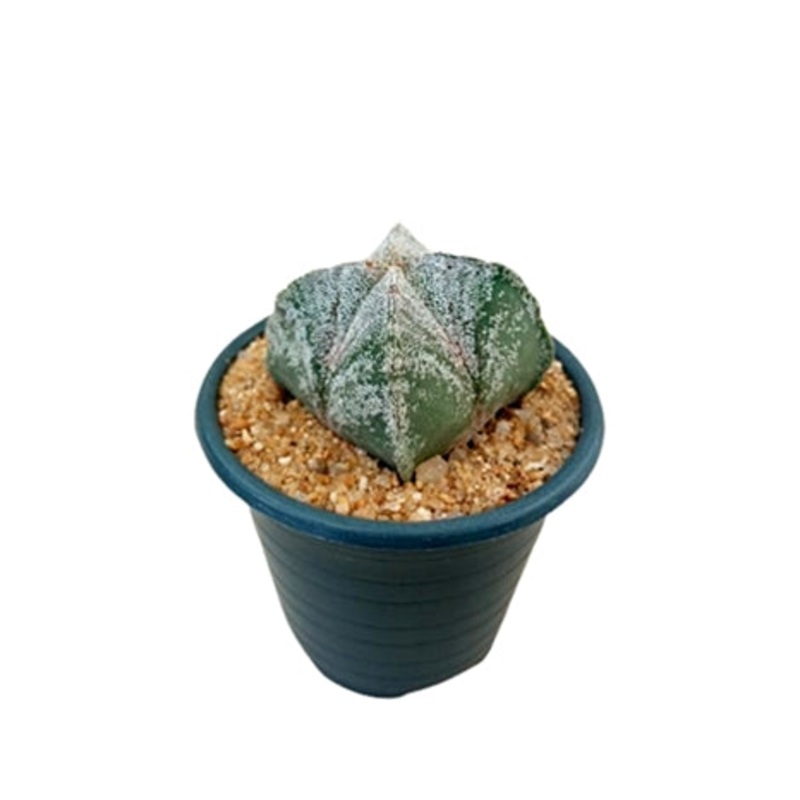 Astrophytum Myriostigma Plant in Plastic Pot