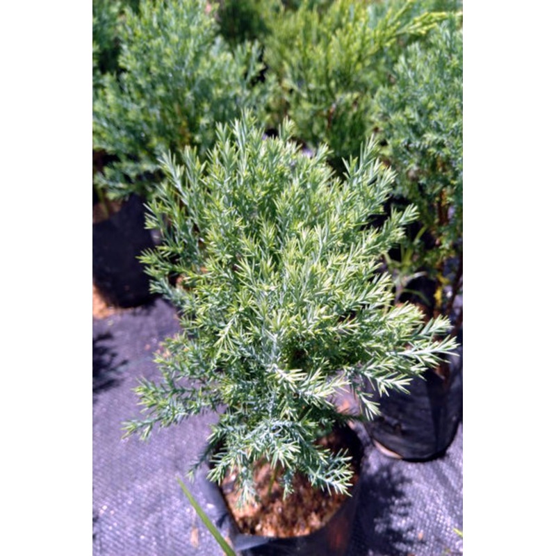 Blue Cypress Plant in Poly Bag