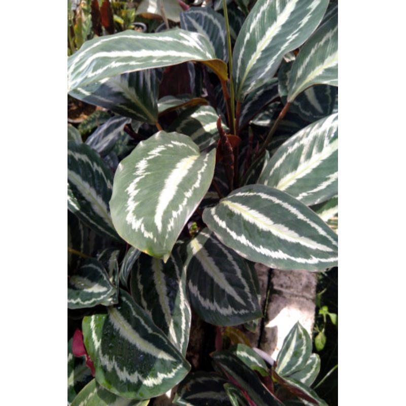 Calathea Roseopicta (Linden) Regel Plant in Plastic Pot