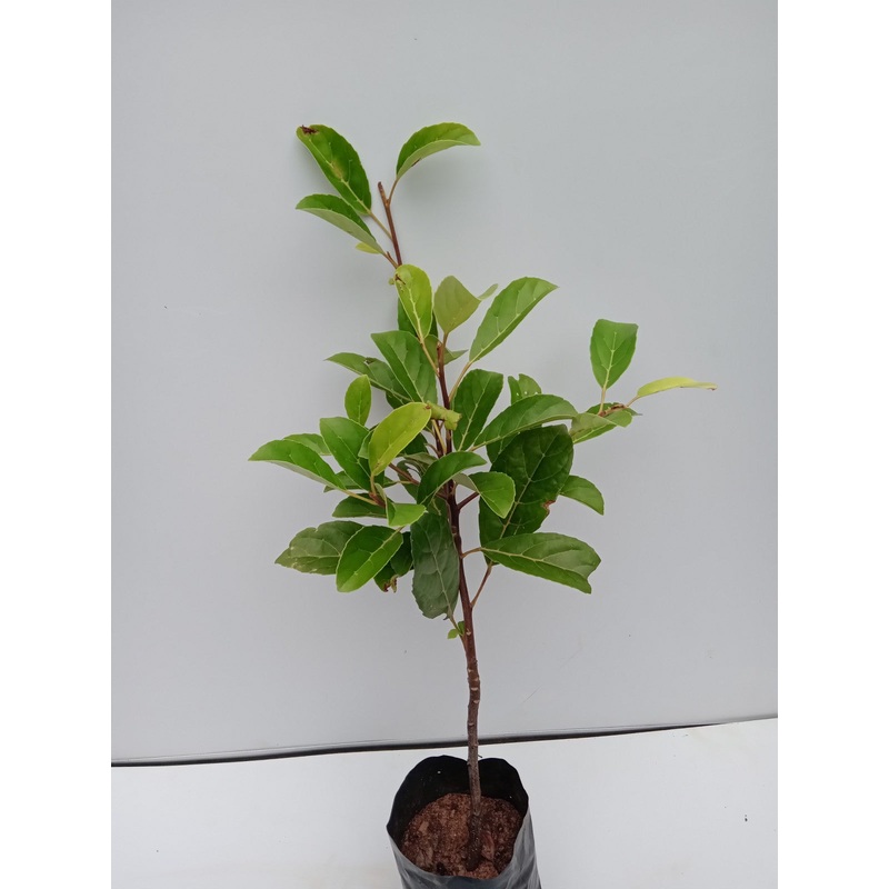 Ceylone Olive Plant in Poly Bag