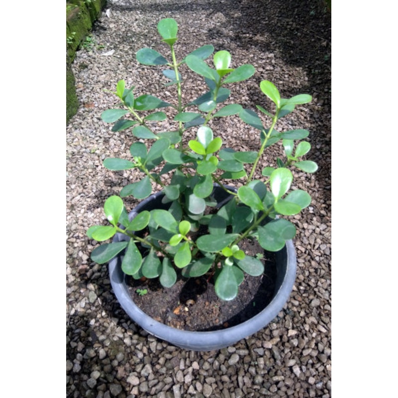 Clusia Fluminensis Plant in Plastic Pot