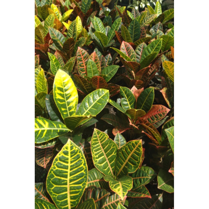 Croten Petra Plant in Poly Bag