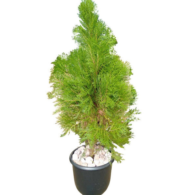 Cypress Plant In Plastic Pot : 3 to 3.5 Feet (Display Height)