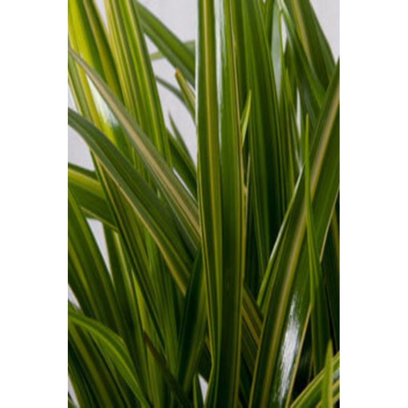 Dianella Yellow Strip Plant in Poly Bag
