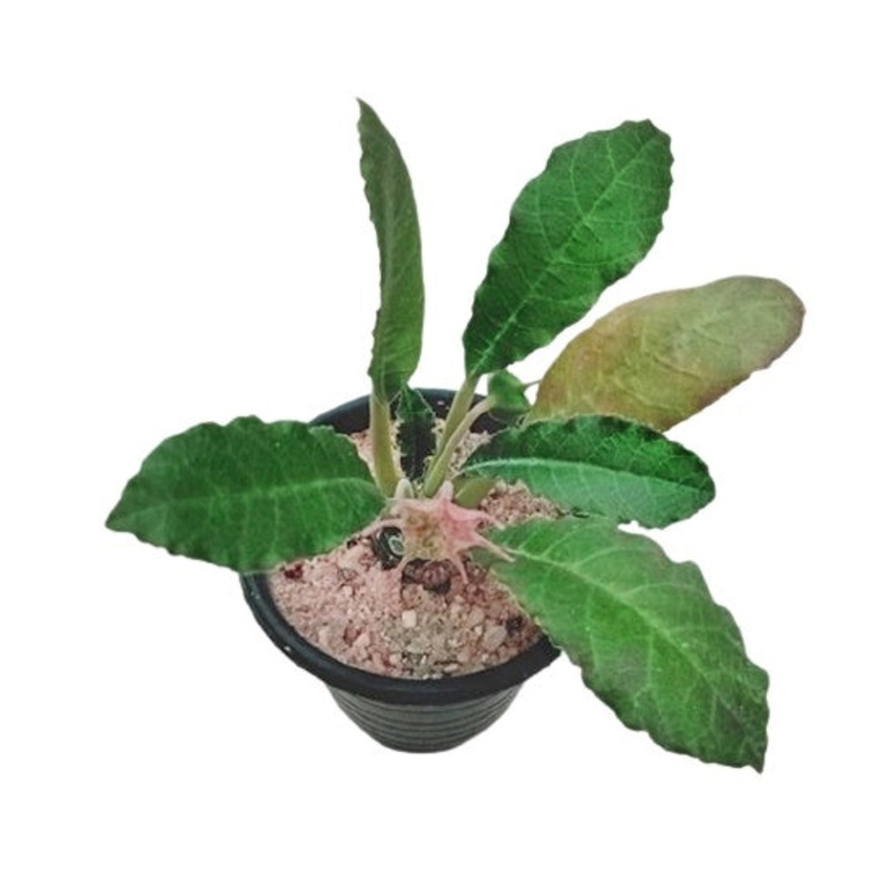 Dorstenia Foetida Plant in Plastic Pot