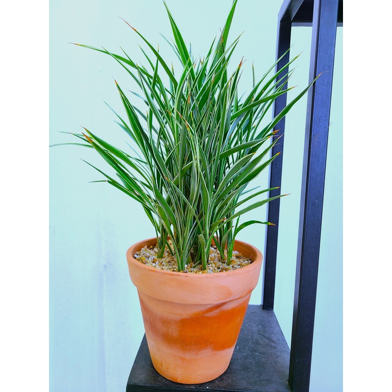 Dracaena Braunii ‘Ceres’ Plant in a Clay Pot