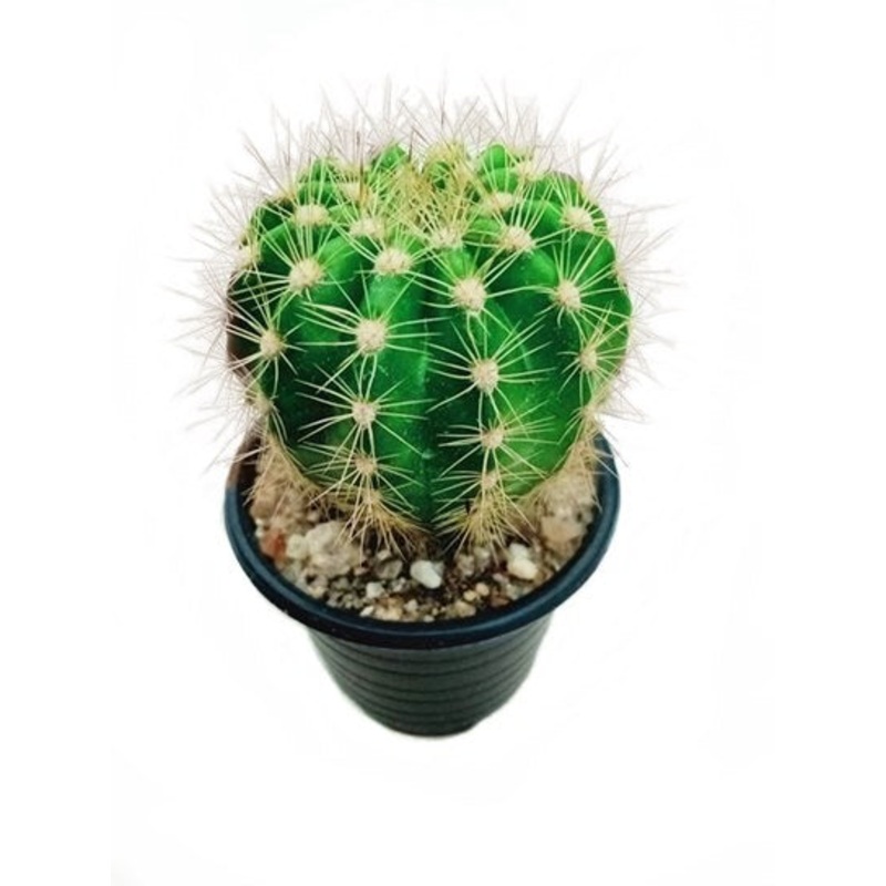 Echinocactus Grusonii Barrel Cactus in Plastic Pot